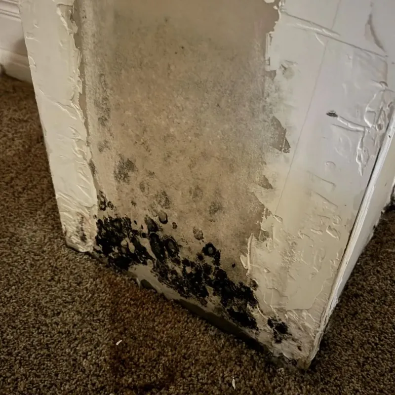 Professional Mold Removal in Thurston County, WA